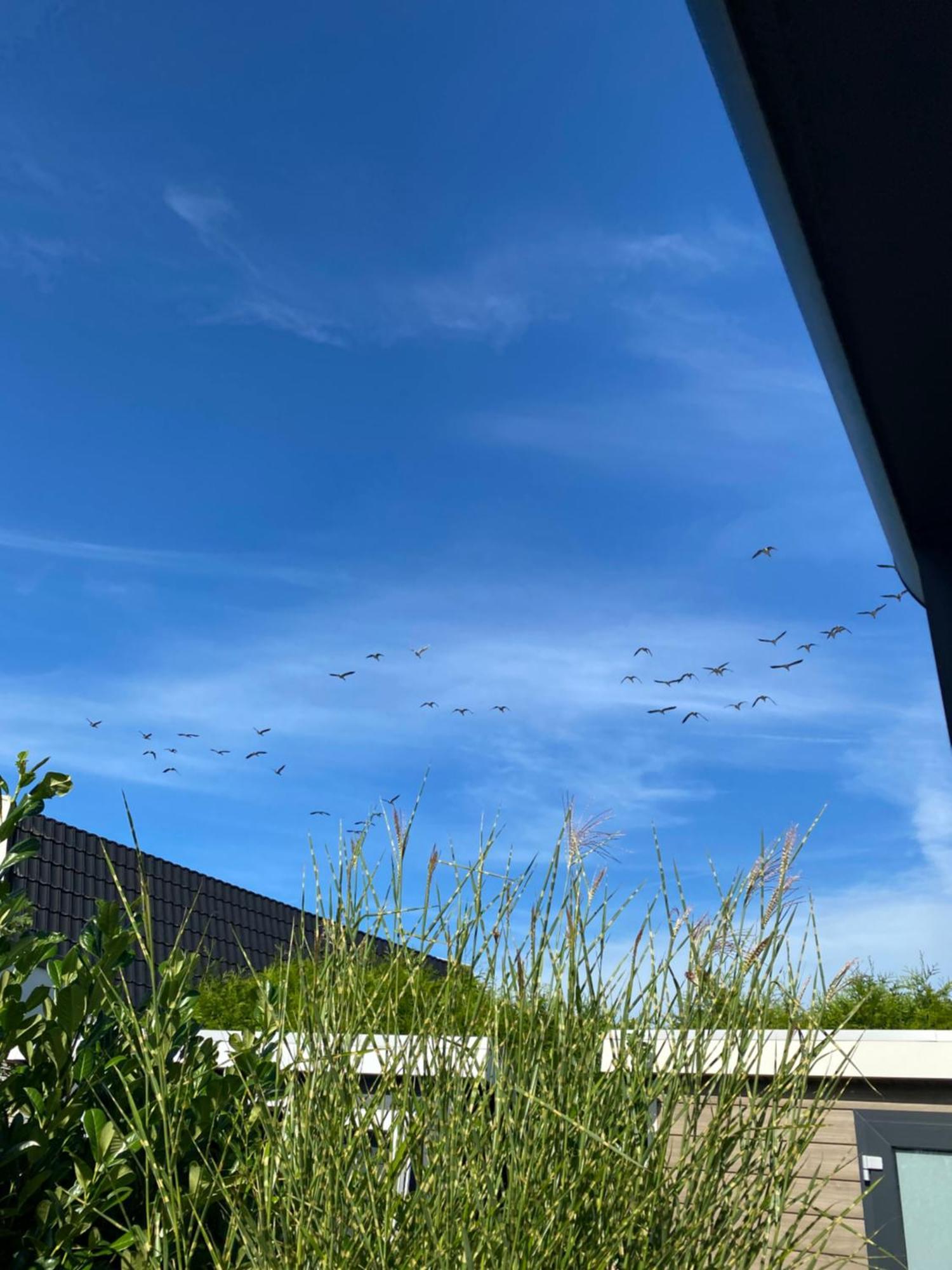 Luxus Cube Ferienhaus Chalet Am See Mit Schwimmbad In Lathum Nl Kültér fotó